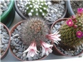 Mammillaria 